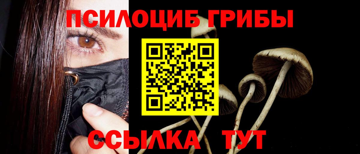 Галлюциногенные грибы Psilocybe Балашов